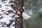 Fast and curious songbird Eurasian nuthatch, Sitta europaea on a tree upside down in boreal forest.