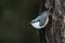 Fast and curious songbird Eurasian nuthatch, Sitta europaea on a tree upside down in boreal forest.