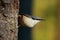 Fast and curious songbird Eurasian nuthatch, Sitta europaea on a tree upside down in boreal forest.