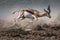 Fast fleeing springbok