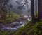 Fast flow breakers among wild forest at sunrise under the top of Hoverla, stormy clean water feeds the river Prut