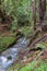 Fast flowing creek in a redwood trees forest, Henry Cowell State Park, Felton, California