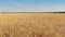 Fast Flying Over Barley Field