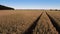 Fast Flying Over Wheat Field