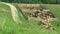 Fast forward view of a herd of sheep entering in a sheepfold