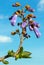 Fast growing tree Paulownia flower over blue sky with clouds.