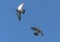 Fast Male Eurasian sparrowhawk chasing pigeon in flight over blue sky - hunter and prey