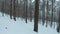 Fast maneuverable flight between trees in a winter forest in snowfall. Snowflakes fall right into the camera