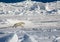 Fast moving polar bear on ice floe near Arctic