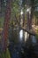 Fast Moving Stream Hat Creek Lassen National Forest