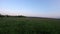 Fast quadcopter drone flight low to the ground in the evening. Flying in a circle sometimes at an angle