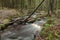 Fast river fallen tree above stream, long exposure