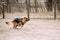 Fast running German Shepherd Dog at training. Alsatian Wolf Dog