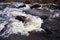 Fast stream flow. The river flows and goes around the stones. Creation of river foam. Water breaks down a mountain