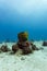 Fat barrel sponge growing on ocean floor in coral reef