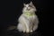 Fat big ragdoll cat wears cute green collar stand, beautiful blue eyes cat, black background