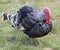 fat black turkey with red snood