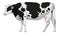 Fat black and white spots Holstein cow standing vector
