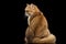 Fat British Cat Gold Chinchilla Sitting Back, Grumpy Black