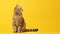 Fat British cat sits on yellow background, puts its paw funny and looks ahead with big yellow eyes. Obesity in cats