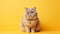 Fat British cat sits on yellow background, puts its paw funny and looks ahead with big yellow eyes. Obesity in cats