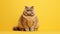 Fat British cat sits on yellow background, puts its paw funny and looks ahead with big yellow eyes. Obesity in cats