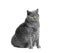 Fat British shorthair cat sitting in front of white background