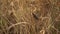 A fat brown beetle with large legs sits in dry grass close-up.