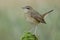 Fat brown bird happily perching on top of moss spot with oval shape in expose to evening low light, female Siberian rubythroat