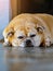 Fat brown old dog lying in front of the door and waiting for his owner to come home. Lonely cute dog lies on cement floor and