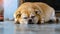 Fat brown old dog lying in front of the door and waiting for his owner to come home. Lonely cute dog lies on cement floor and