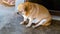 Fat brown old dog sit in front of the door and waiting for his owner to come home. Lonely cute dog resting on cement floor and