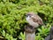 A fat brown and white tree sparrow bird sitting on a wooden pole of the fence in a Japanese temple