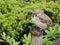 A fat brown and white tree sparrow bird sitting on a wooden pole of the fence in a Japanese temple