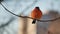 A fat bullfinch male sits on a tree branch in the city.
