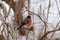 Fat bullfinch sits on tree branch