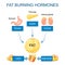 Fat burning hormones. Adiponectin, Leptin, Ghrelin, Cortisol, and Insulin