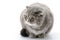 Fat cat closeup. Breed Scottish Fold.