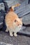 Fat cat posing with tail up. Close image of foxy cat. Oudoor in park