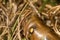 fat caterpillar of a hawk moth close-up body parts