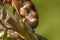 fat caterpillar of a hawk moth close-up body parts