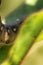 fat caterpillar of a hawk moth close-up body parts