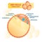 Fat cell structure vector illustration. Labeled anatomical adipocyte diagram