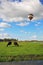 Fat cows grazing. In cloudy sky flying balloon