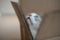 Fat cute ragdoll cat hiding in paper box and looks up, cat funny moment