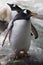 A fat cute sub-Antarctic penguin giggly goes forward with its wings splayed, flippers, close-up