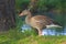 A fat domestic goose walks on bright green grass between large trees and examines food on the ground.