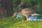 A fat domestic goose walks on bright green grass between large trees and examines food on the ground.