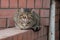 A fat, fat tabby cat sat snugly on the fence. Portrait close-up