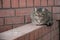 A fat, fat tabby cat sat snugly on the fence. Portrait close-up